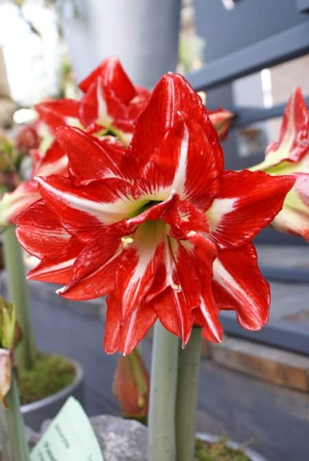 amaryllis-party-nymph-1st-1