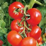 tomat-phantasia-105cm-kruka-1