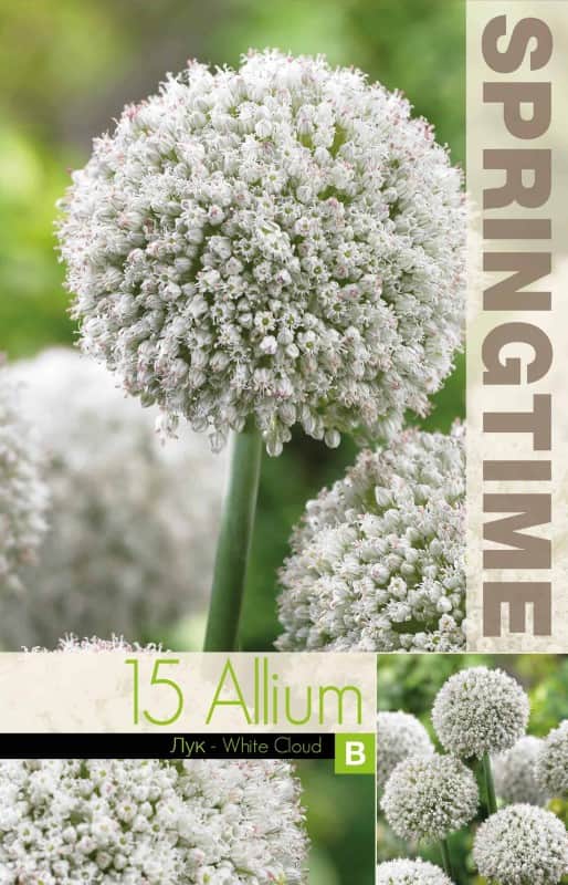 allium-prydnadslk-white-cloud-15st-2