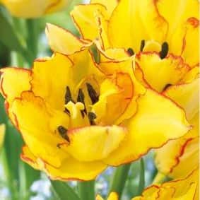 multi-flowering-tulpan-aquilla-8st-1