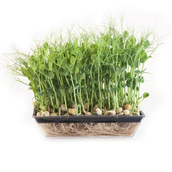 sproutly-eko-grna-rtor-500g-3