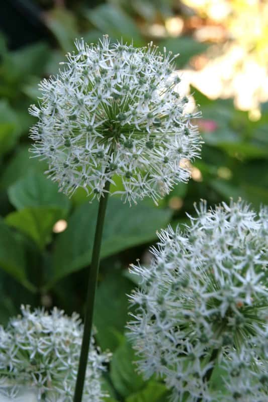 allium-prydnadslk-white-cloud-15st-1