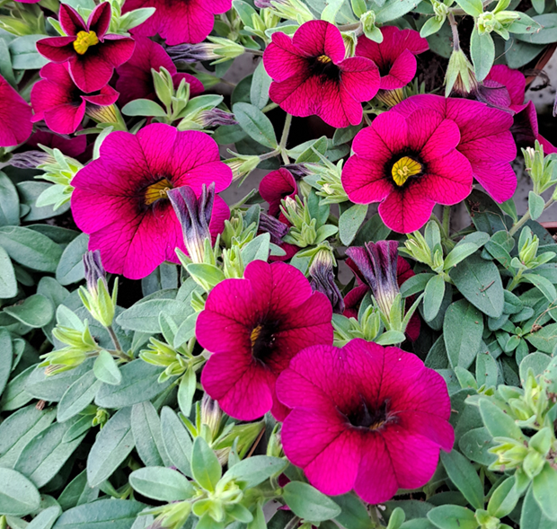 minipetunia-minifamous-purple-105cm-kruka-1