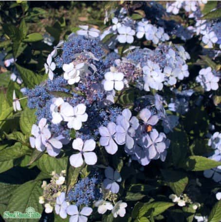 purpurhortensia-bluebird-co-1-pack-1