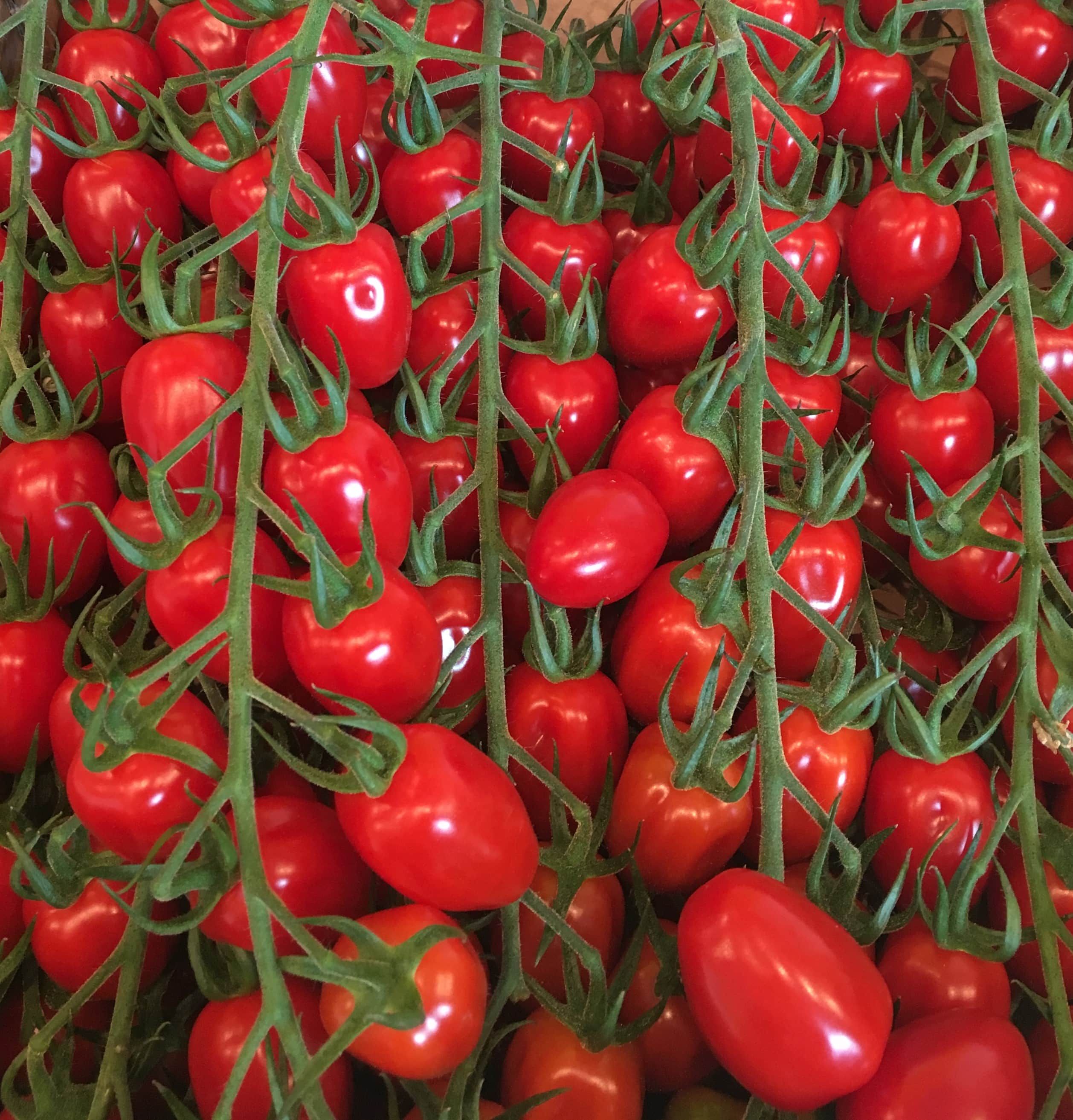 plommontomat-gustafano-f1-1