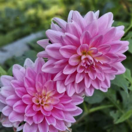 nckros-dahlia-gerrie-hoek-1st-1