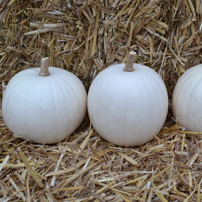 Halloweenpumpa ’Ghost’ F1 yrkesodlarfrö