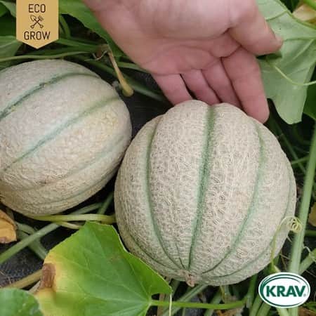 cantaloupemelon-cantalupo-di-charentais-krav--1