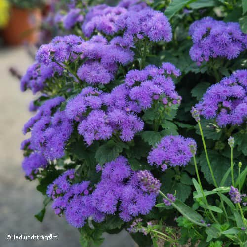 ageratum-cushion-blue-105cm-kruka-1