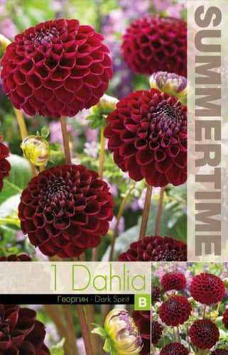 boll-dahlia-dark-spirit-1st-1