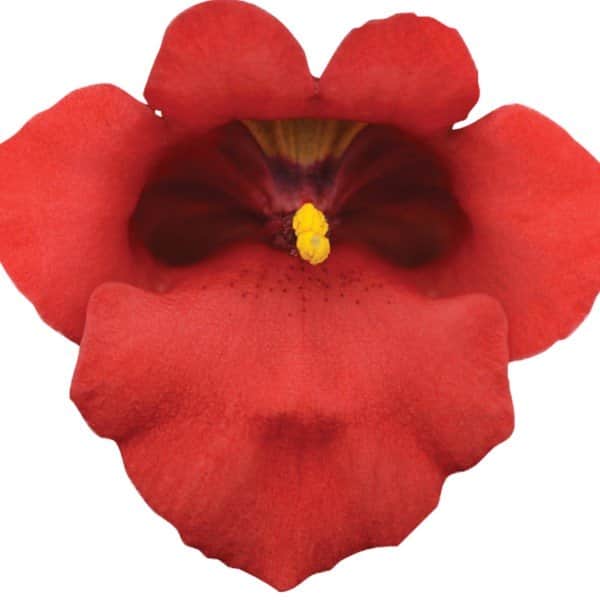 tvillingsporre-juliet-red-105cm-kruka-1