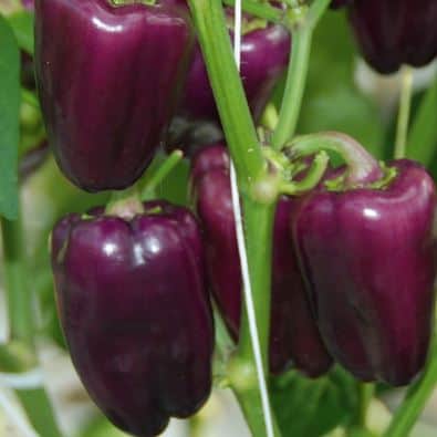 paprika-snack-lilac-violet-105cm-kruka-1