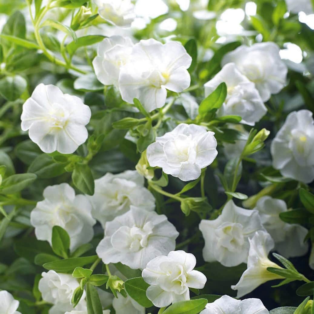 minipetunia-uno-double-white-105cm-kruka-1