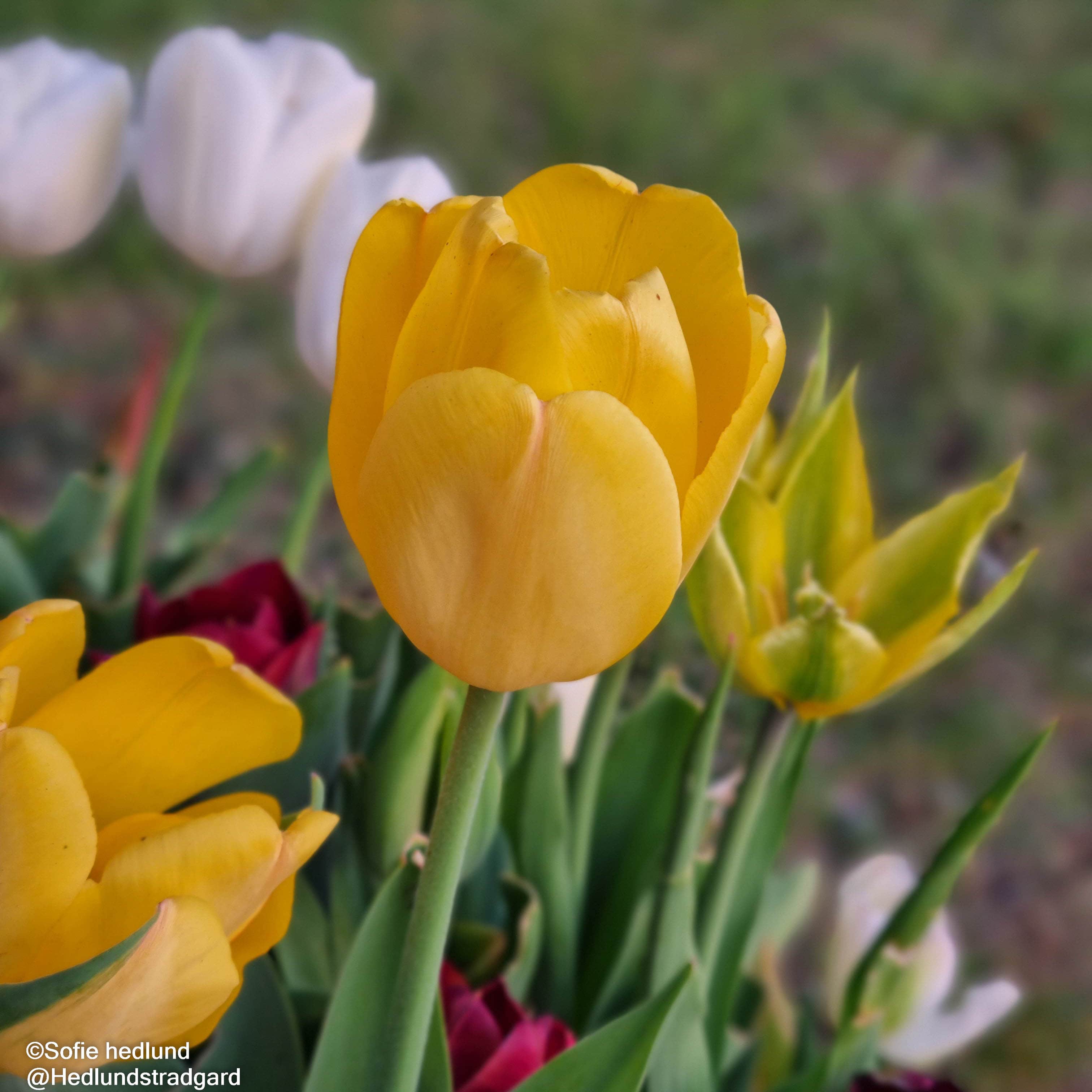 darwinhybridtulpan-golden-apeldoorn-5st-2