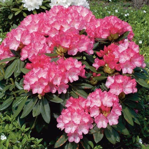 rhododendron-fantastica-co-20-25cm-3-pack-2