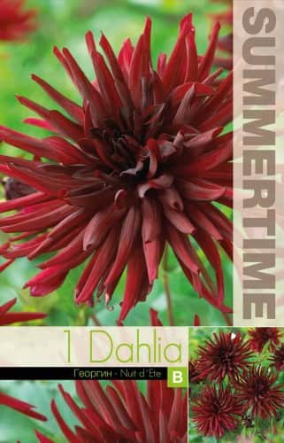 kaktus-dahlia-nuit-dete-1st-1