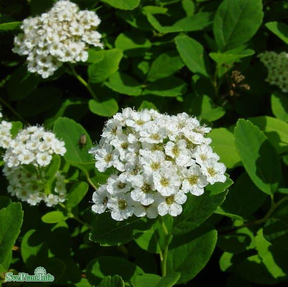 bjrkspirea-10-p-barrotad-15-30cm-1