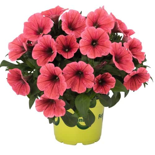 petunia-potunia-coral-105cm-kruka-1