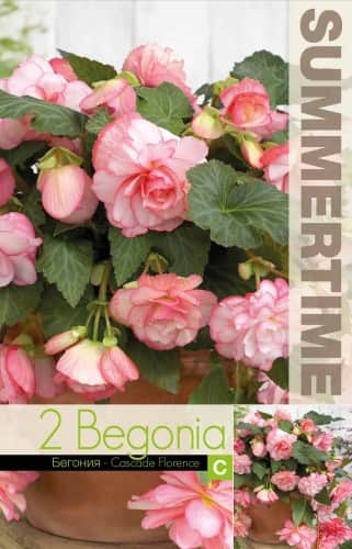 begonia-cascade-florence-2st-1