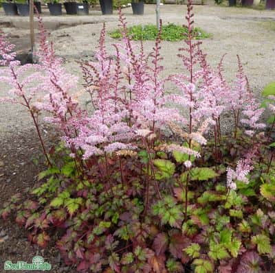 astilbe-color-flash-1st-barrotad-1