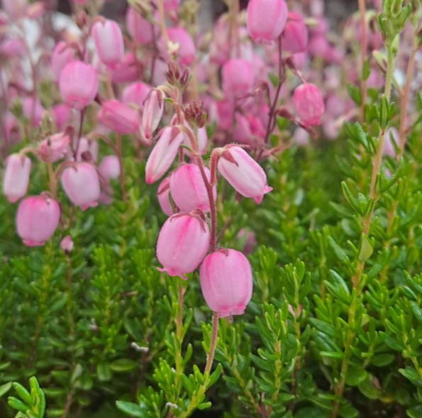 irlndsk-klockljung-rosa-11cm-kruka-1