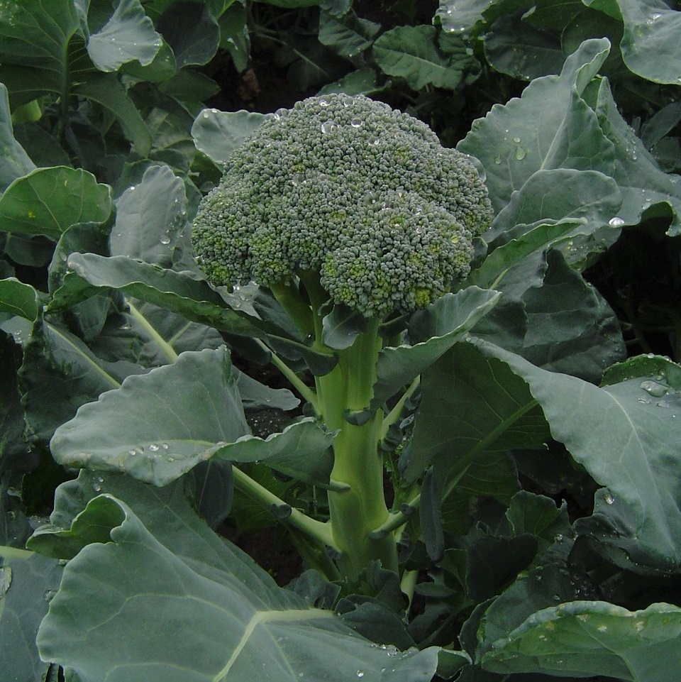 Bukettbroccoli ’Skytree’ F1 yrkesodlarfrö