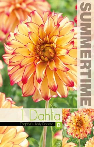 dekorativ-dahlia-lady-darlene-1st-1