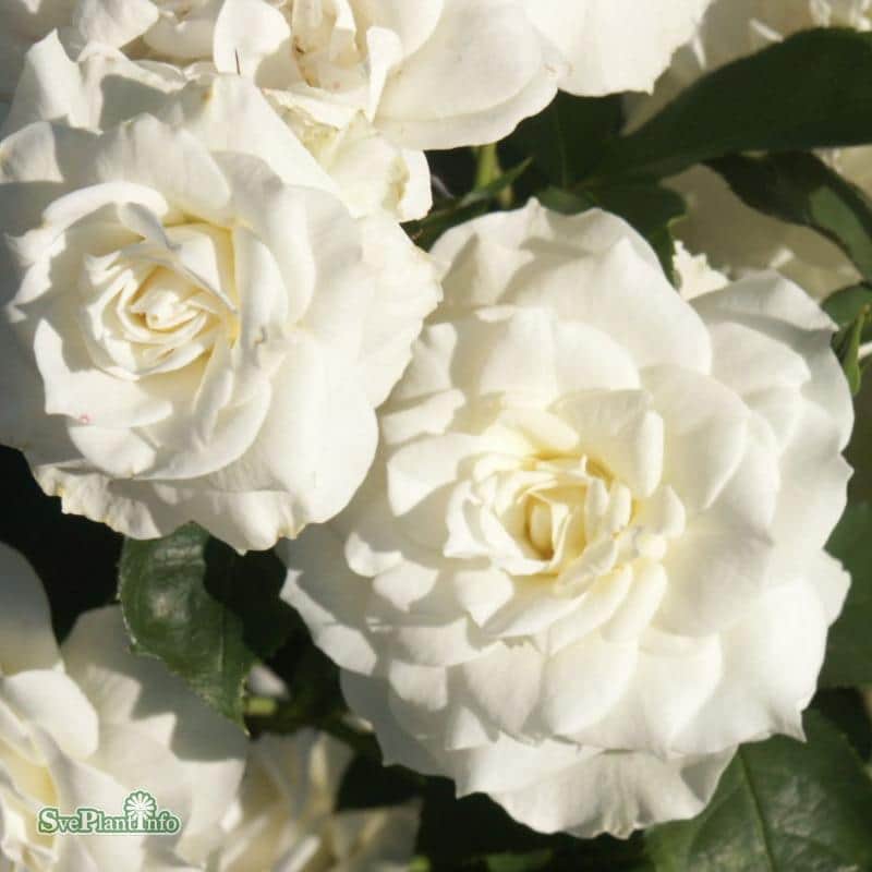floribundaros-grsten-20cm-kruka-1
