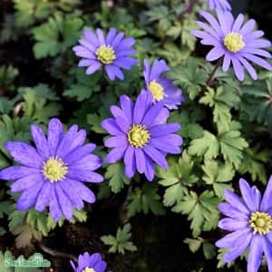 balkansippa-blue-shade-15st-2