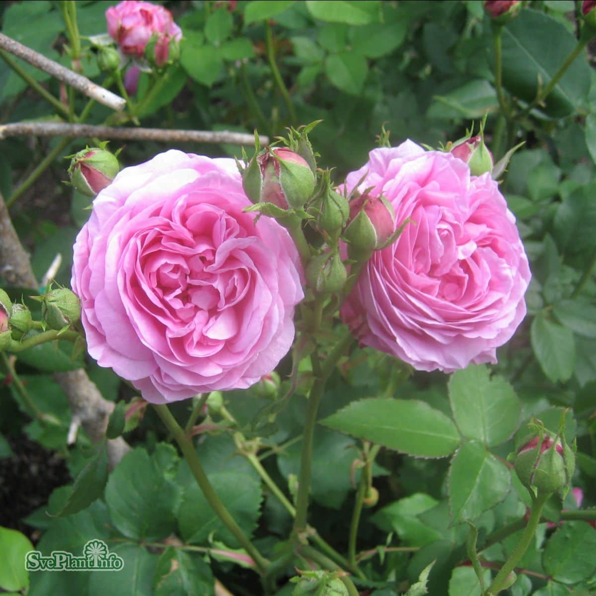 buskros-louise-odier-1-pack-barrotad-2