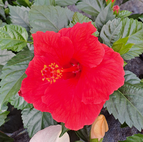 hibiscus-sunny-bordeaux-13cm-kruka-1