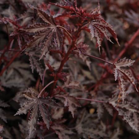 blodhibiskus-mahogany-splendor-105cm-kruka-1