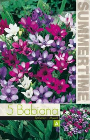 babianiris-mix-5st-1