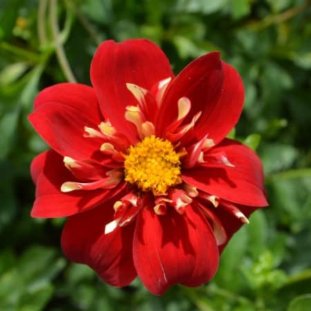 halskrs-dahlia-impression-festivo-1st-1