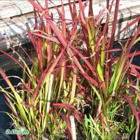 blodgrs-red-baron-12cm-kruka-1