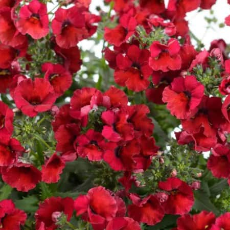 nemesia-burgundy---3-plantor-1