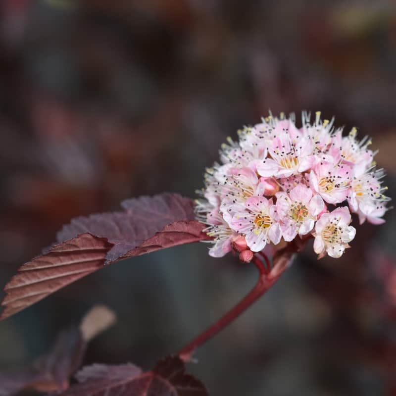 smllspirea-red-baron-3-35-l-2