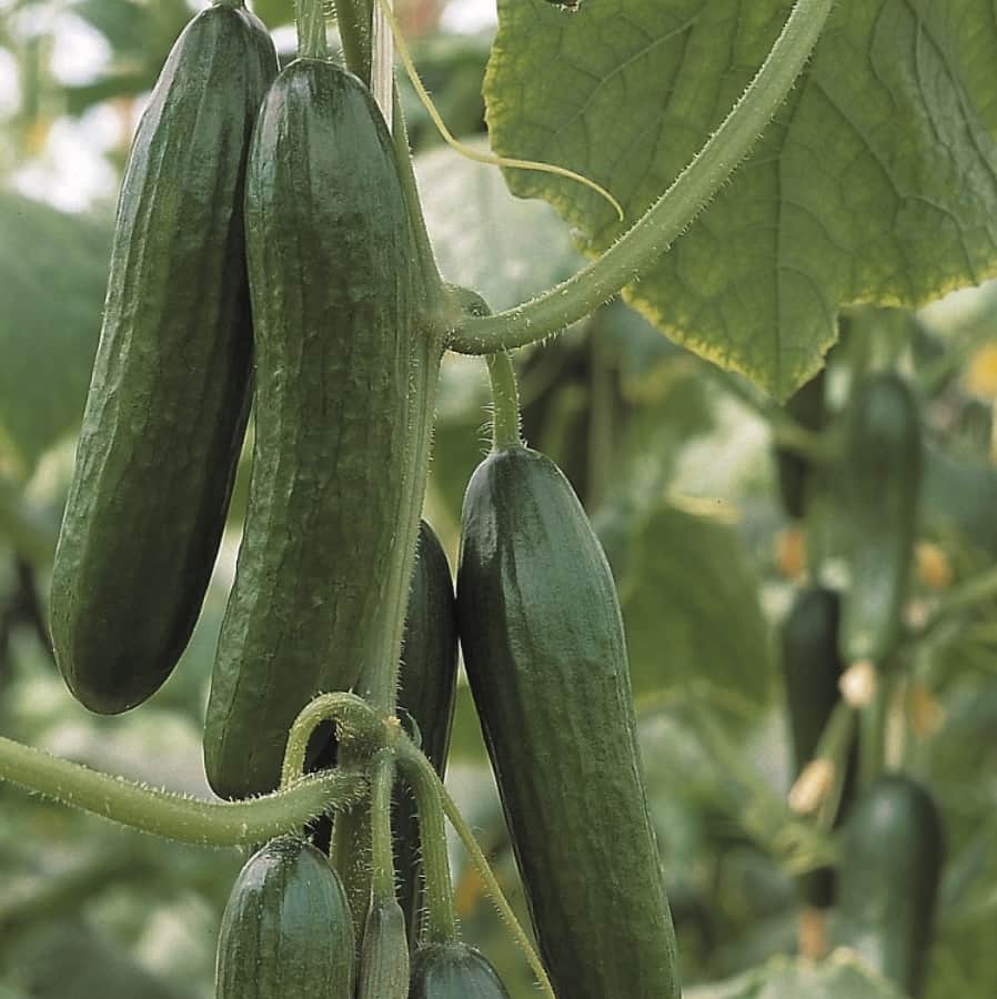 vxthusgurka-melen-f1-1