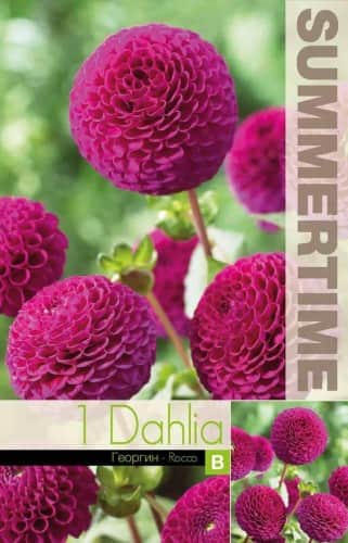 pompon-dahlia-rocco-1st-2
