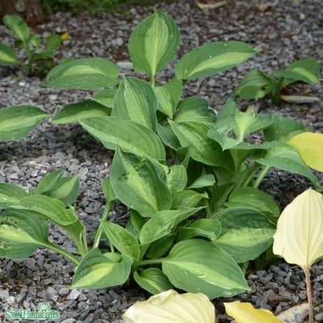 hosta-striptease-9cm-kruka-1