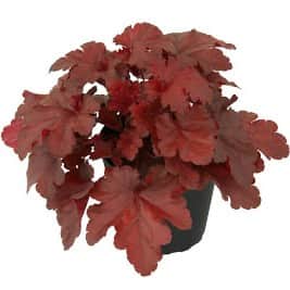 alunrot-forever-red-12cm-kruka-1