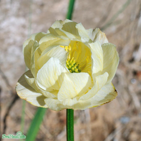 trdgrdssmrboll-alabaster-11cm-kruka-1