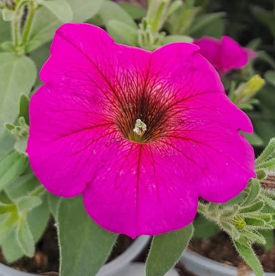 petchoa-purple-105cm-kruka-1