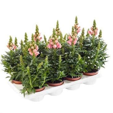 lejongap-pink-12cm-kruka-1