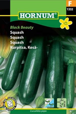squash-black-beauty-1