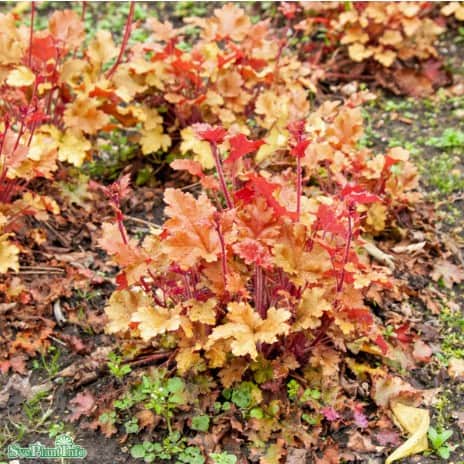 alunrot-marmalade-12cm-kruka-1