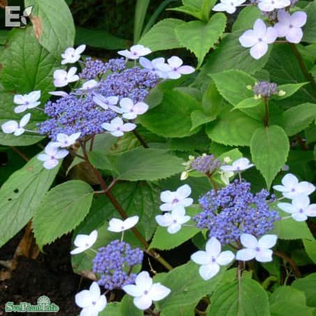 purpurhortensia-lamona-e-jumboplugg-1