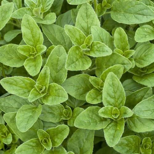 oregano-13cm-kruka-1