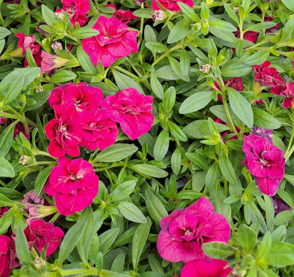 minipetunia-double-red-105cm-kruka-1