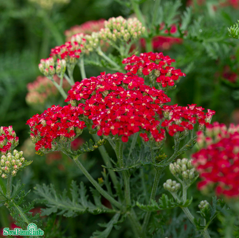 rllika-paprika-11cm-kruka-1